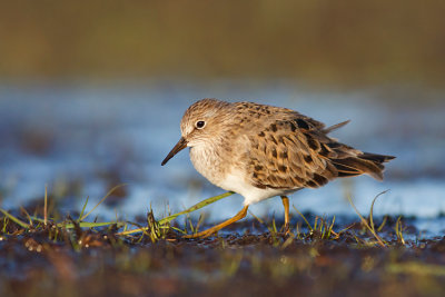 Biegus maly (Calidris temminckii)