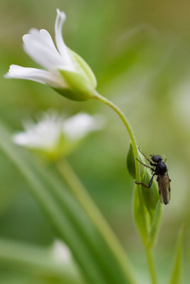 Gwiazdnica wielkokwiatowa (Stellaria holostea L.)