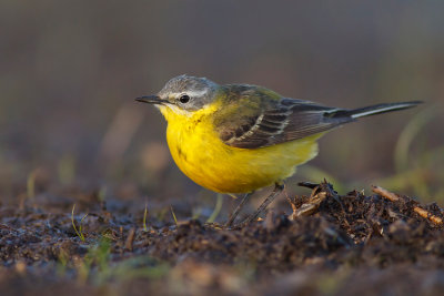 Pliszka zolta (Motacilla flava)