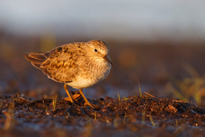 Biegus maly (Calidris temminckii)