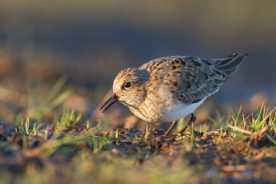 Biegus maly (Calidris temminckii)