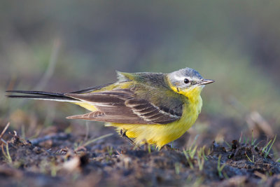 Pliszka zolta (Motacilla flava)