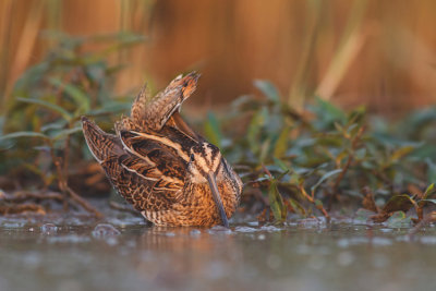 Kszyk (Gallinago gallinago)