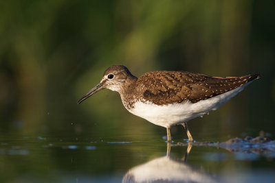 Samotnik  (Tringa ochropus)