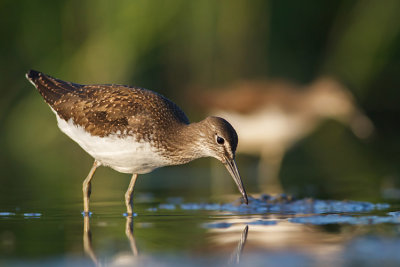 Samotnik  (Tringa ochropus)