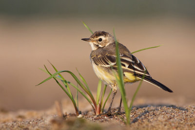 Pliszka zolta (Motacilla flava)