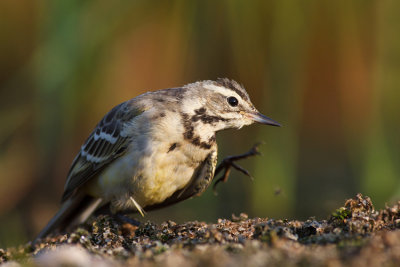 Pliszka zolta (Motacilla flava)