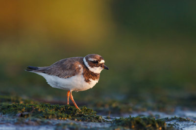 Sieweczka obrozna (Charadrius hiaticula)