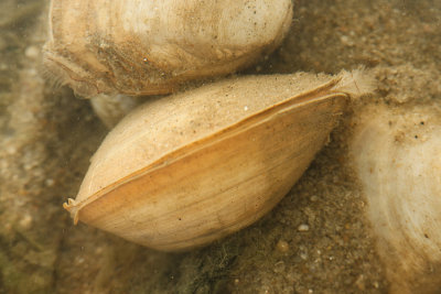 Rangia cuneata