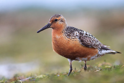 Biegus rdzawy (Calidris canutus)