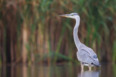 Czapla siwa (Ardea cinerea)