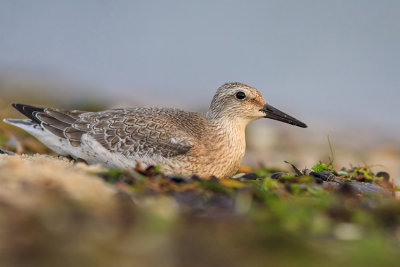 Biegus rdzawy (Calidris canutus)