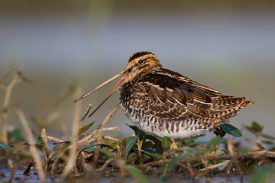 Kszyk (Gallinago gallinago)