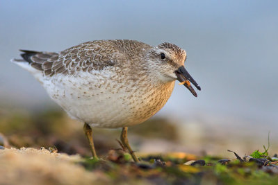 Biegus rdzawy (Calidris canutus)