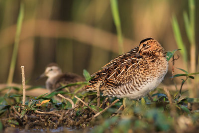 Kszyk (Gallinago gallinago)