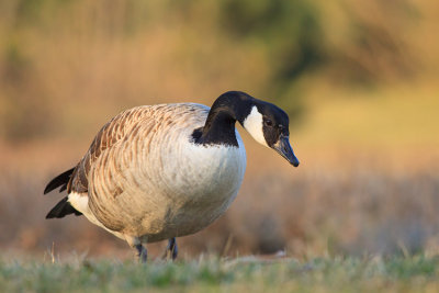 Bernikla kanadyjska (Branta canadensis)