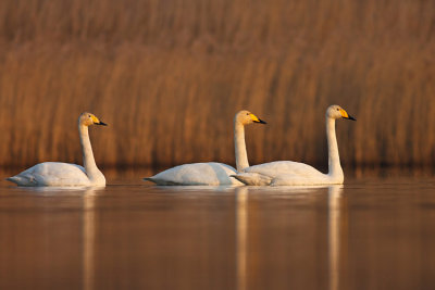 Labedz krzykliwy (Cygnus cygnus)