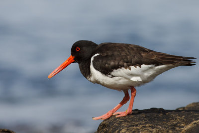 Ostrygojad (Haematopus ostralegus)