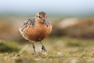 Biegus rdzawy (Calidris canutus)