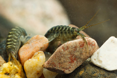 Dikerogammarus villosus