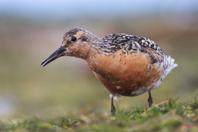 Biegus rdzawy (Calidris canutus)