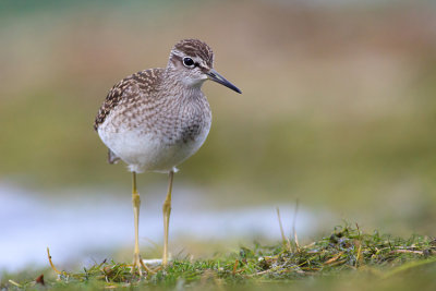 Leczak (<i>Tringa glareola</i>)