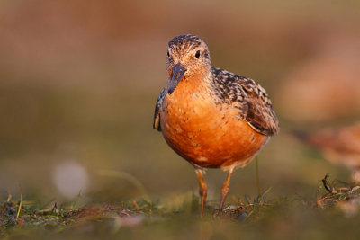 Biegus rdzawy (Calidris canutus)