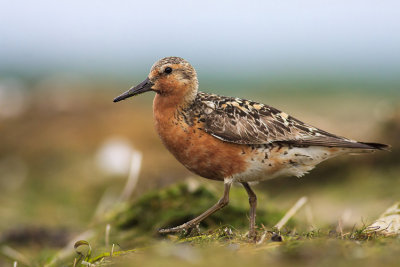 Biegus rdzawy (Calidris canutus)