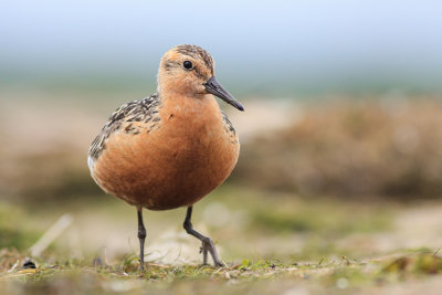 Biegus rdzawy (Calidris canutus)