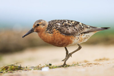 Biegus rdzawy (Calidris canutus)