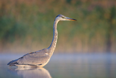 Czapla siwa (Ardea cinerea)