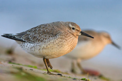 Biegus rdzawy (Calidris canutus)