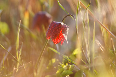 Szachownica kostkowata (Fritillaria meleagris)
