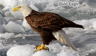 Bald Eagle wide