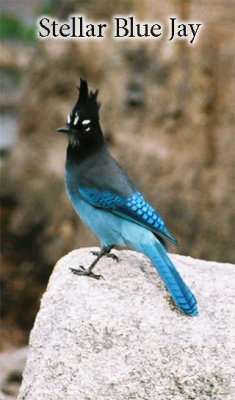 Stellar Blue Jay