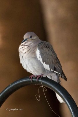 Pigeons & Doves / Pigeons & tourterelles