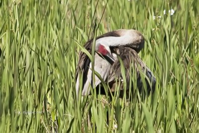 Cranes / Grues