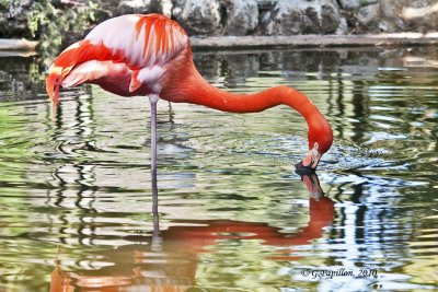 Flamingo / Flamant