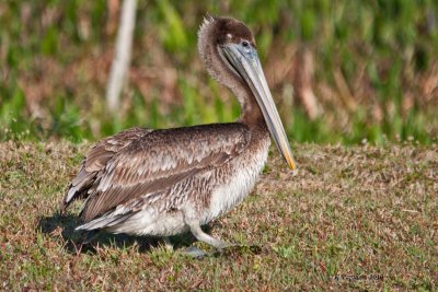 Brown Pelican / Pélican Brun