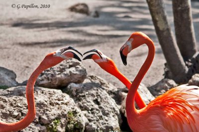 Flamingo / Flamant