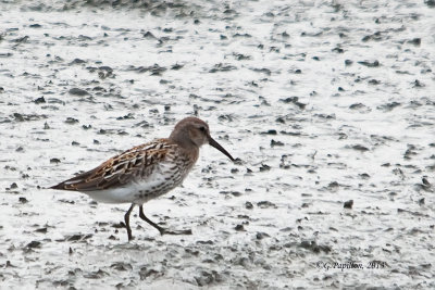 Shorebirds / Oiseaux de Rivage
