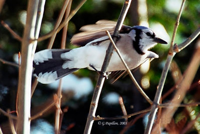 Blue Jay / Geai bleu
