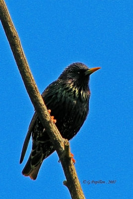 Starlings / Étourneaux