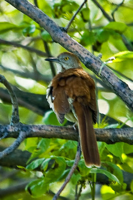 Brown Thrasher / Moqueur Roux