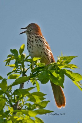 Brown Thrasher / Moqueur Roux