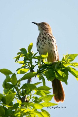 Catbird, Mockingbirds & Thrashers / Moqueurs,