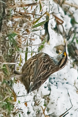 Eastern Meadowlark / Sturnelle des prés