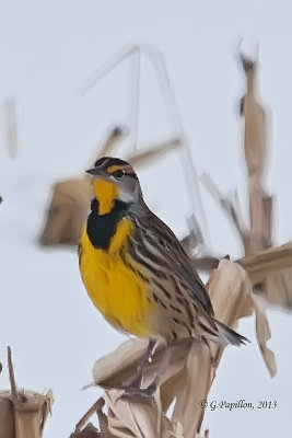 Eastern Meadowlark / Sturnelle des prés