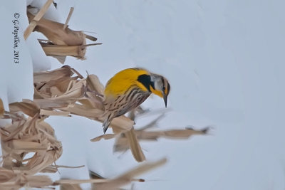 Eastern Meadowlark /  Sturnelle des prés