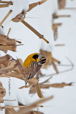 Eastern Meadowlark /  Sturnelle des prés